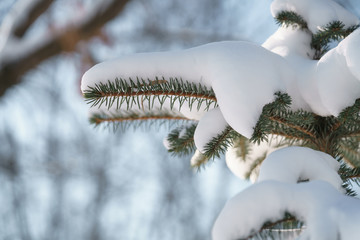 spruce tree in city covered with snow after snowfall