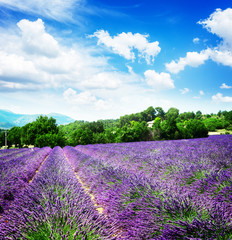 Obraz na płótnie Canvas Lavender blomming flowers field with summer blue sky and clouds, France, retro toned