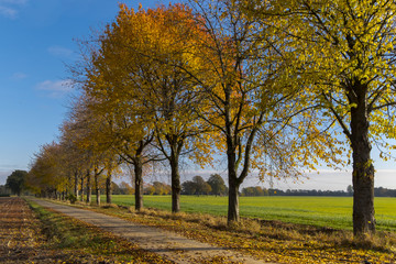 Fototapeta premium Herbst
