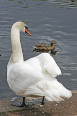 White swan and duck on background.