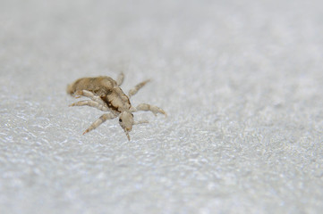 Head louse. Ectoparasite sucking human blood. Head lice.