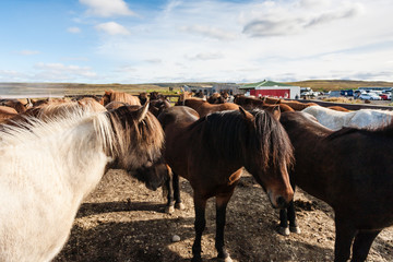 herd of icelandic ponies on field in september