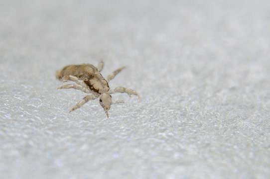 Head Louse. Ectoparasite Sucking Human Blood. Head Lice.