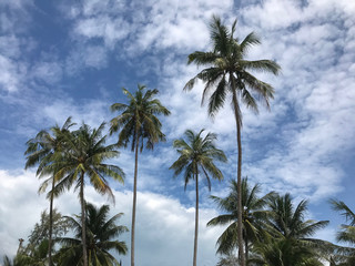 Fototapeta na wymiar Palmtrees at Koh Chang Thailand