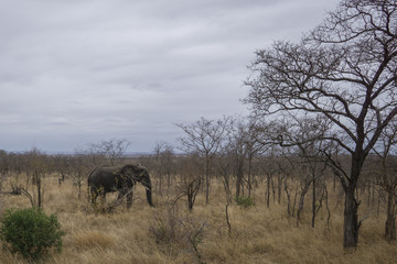 Fototapeta premium Elefant