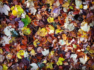 Waldboden im Herbst