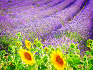Sunflowers and rows of Lavender summer field close up, France, retro toned