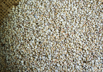 Close up Job's tears, Coix lacryma-jobi