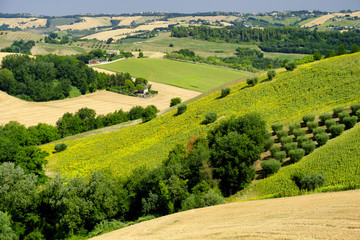 Summer landscape near Monterubbiano (Fermo, Marches)