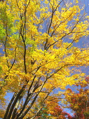 ケヤキの黄葉と秋空