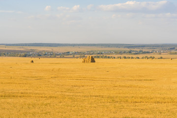 Obraz premium Yellow agricultural field with haystacks