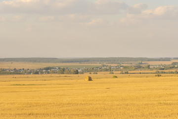 Yellow agricultural field with haystacks