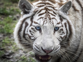 Fototapeta na wymiar White tiger face