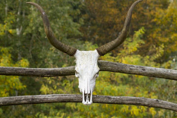 bull skull on the farm gate