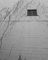 Tall concrete wall with climbing plant and window in black and white