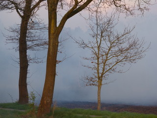 Misty spring evening moment - Nebel im Abendlicht - in wild  renatured moor forest Moorwald Aurich Ostfriesland North Sea ... :-)