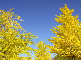 青空と黄葉の銀杏