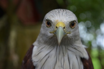 Eagle - Fearless