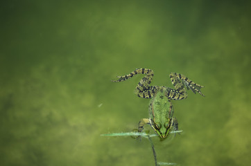 Grenouille flottante