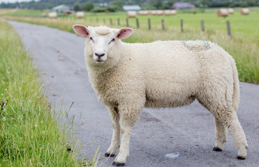 lamb in the pasture