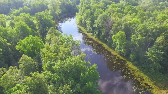 AERIAL: A view from above of the swampy terrain. A small river with water-lilies, duckweed among a dense forest. Beautiful green-colored summer landscape.