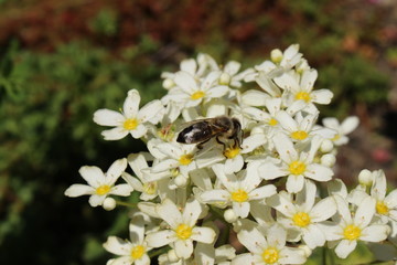 "Pyrenean Encrusted Saxifrage" flowers (or King's Crown, King of Saxifrages) in St. Gallen, Switzerland. Its Latin name is Saxifraga Longifolia, native to Pyrenees and Eastern Spain.
