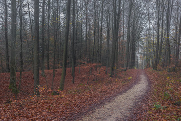 Trail in misty autumn forest