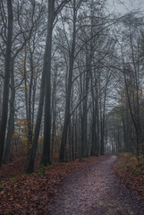Forest track with trees in mist
