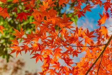 秋・散策、自然道