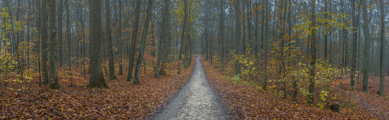 Herbst Dämmerung Wald Weg Panorama