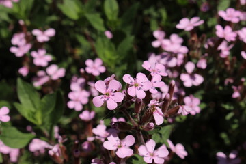 "Rock Soapwort" flowers (or Tumbling Ted, Rotes Seifenkraut) in St. Gallen, Switzerland. Its Latin name is Saponaria Ocymoides (Syn Bootia Ocymoides), native to central and southwestern Europe.