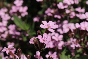 "Rock Soapwort" flowers (or Tumbling Ted, Rotes Seifenkraut) in St. Gallen, Switzerland. Its Latin name is Saponaria Ocymoides (Syn Bootia Ocymoides), native to central and southwestern Europe.