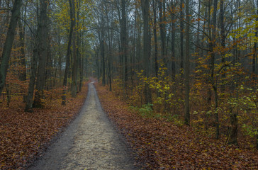 Fototapeta na wymiar Wald Weg Herbst Dunkel Abend Dämmerung
