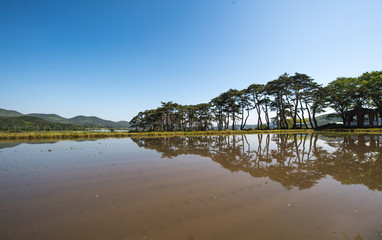 바닷가의 소나무밭