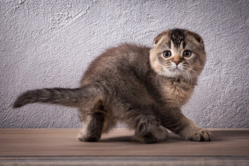 Fototapeta na wymiar Cat. Scottish fold kitten on wooden table and textured background