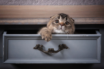 Cat. Scottish fold kitten on wooden table and textured background