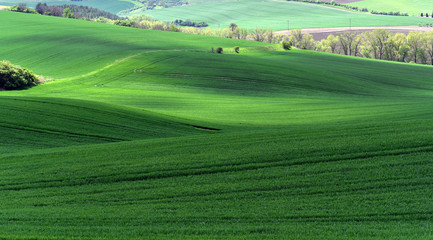 Moravian rolling fields landscape, South Moravia, Czech Republic