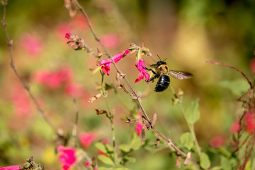 Bee in Flower