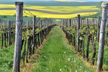 Fototapeta na wymiar Moravian rolling fields landscape, South Moravia, Czech Republic