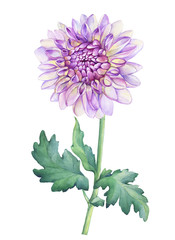 Beautiful purple Dahlia flower. Garden closeup dahlia flower. For wedding, invitation, Valentine's Day, Mother's Day. Watercolor hand drawn painting illustration isolated on white background.