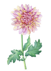 Beautiful pink Dahlia flower. Garden closeup dahlia flower. For wedding, invitation, Valentine's Day, Mother's Day. Watercolor hand drawn painting illustration isolated on white background.