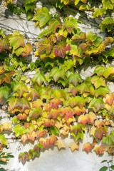 Amazing autumn background with Victoria creeper five-leaved ivy leaves creeping on white wall in sunlight with various fall colo