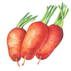 Three ripe whole carrots. Bunch of orange baby carrot. Organic fresh vegetables. Watercolor hand drawn painting illustration isolated on white background.