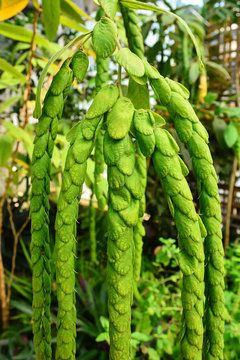 Phyllodium elegans tree plant