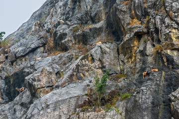 Family mountain goats relax on the cliff rock in Vietnam