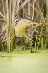 Little bittern