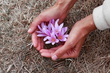female hand holding crocus, close-up nature. Alpine crocuses blossom in the mountains
