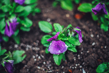 Garden Violet blooming in spring close-up. Nature background.