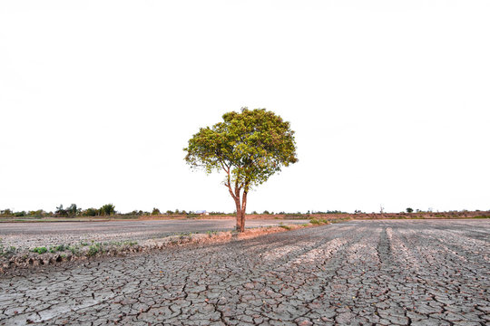 Green tree In arid areas Land crack
