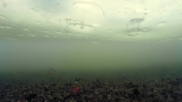 fishing in the winter under the ice and water, fish bad caught